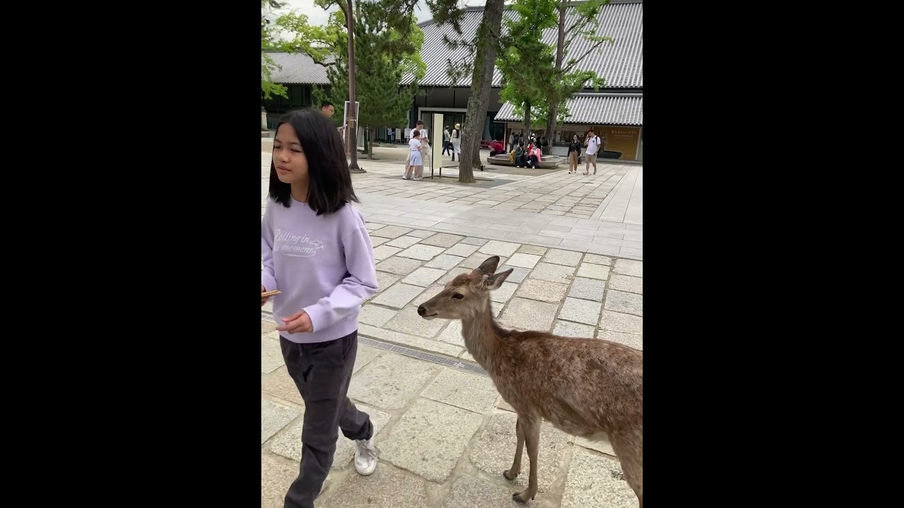 DEER BOWS AFTER GIRL FEEDS IT 