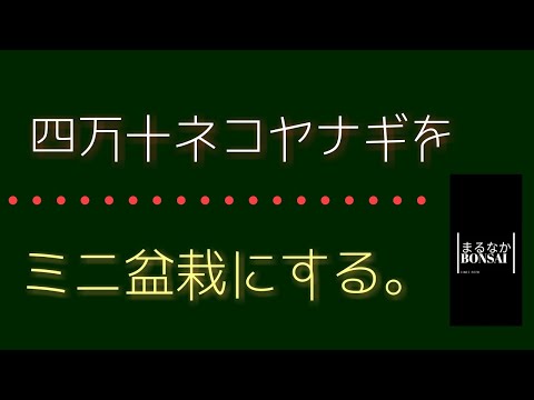 #63 【ミニ盆栽】四万十ネコヤナギをミニ盆栽にする。【小盆栽】 【盆栽お手入れ講座】【ミニ盆栽植え替え】 【まるなかBONSAI】 #ミニ盆栽 #盆栽 #BONSAI hqdefault