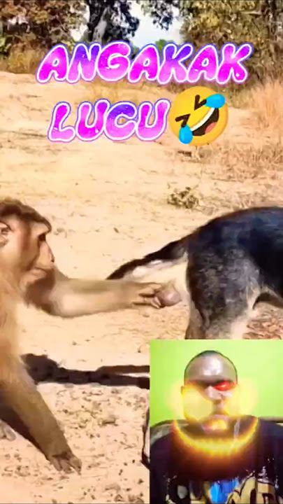 monyet vs anjing lucu banget 🤣 #ngakak #lucu #monyet #anjing