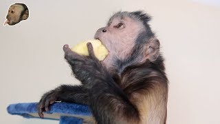 Capuchin Monkey & Mushy Banana (BANANA PARTY)