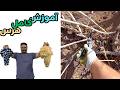 آموزش کامل هرس درخت انگور افزایش باردهی در درختان میوه