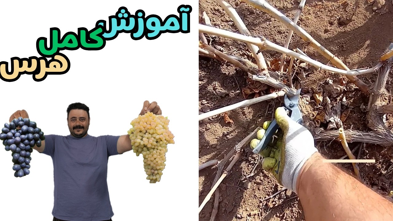 آموزش کامل هرس درخت انگور:افزایش باردهی در درختان میوه.