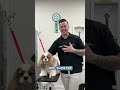 The Truth About Shaving Matted Dogs #doggroomer #grooming #puppy #petcare  #pets #groomingdog