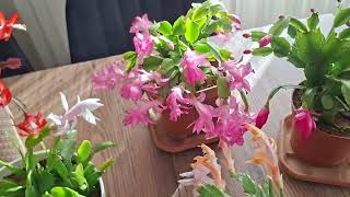 Harika Oldular Bolca Çiçeklendiler Yılbaşılar Resmen Çiçek Şöleni Şfet