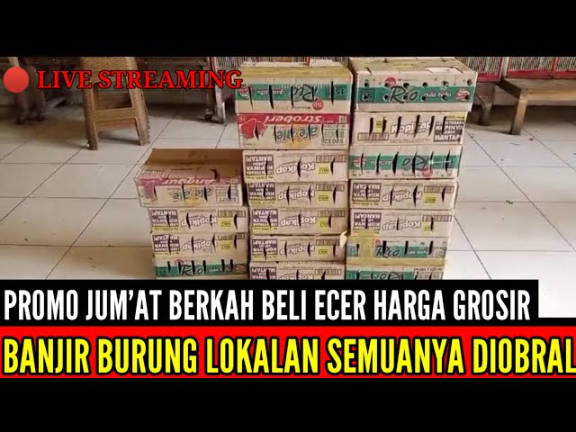 🔴 PROMO JUM'AT BERKAH BANJIR BURUNG LOKALAN ! PROMO BELI ECER HARGA GROSIR 0838-7553-6945 class=