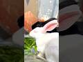 खरगोश￼ के बच्चे 🐇#day40 #rabbits #rabbit #rabbitfarming #pets #animals #pigeon #kabootar #parrot