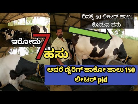 ಪಂಜಾಬ್ ನಿಂದ ತಂದ ಮೂರು ಲಕ್ಷದ ಹಸು ದಿನಕ್ಕೆ 50 ಲೀಟರ್ ಹಾಲು ಕೊಡುತ್ತೆ... ಇವರ ಬಳಿ ಇರುವುದು ಏಳು ಹಸುಗಳು ಅಷ್ಟೇ..!