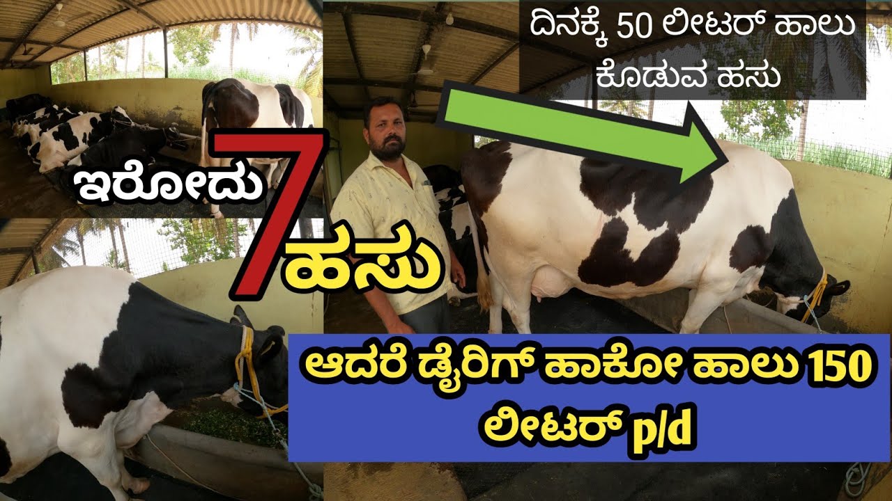 ಪಂಜಾಬ್ ನಿಂದ ತಂದ ಮೂರು ಲಕ್ಷದ ಹಸು ದಿನಕ್ಕೆ 50 ಲೀಟರ್ ಹಾಲು ಕೊಡುತ್ತೆ... ಇವರ ಬಳಿ ಇರುವುದು ಏಳು ಹಸುಗಳು ಅಷ್ಟೇ..!