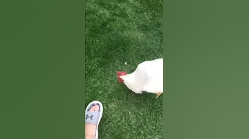 Attempting to assert my dominance over a rooster