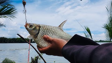 Câu cá mè vinh sông Cần giuộc, cá mè đầu mùa mưa