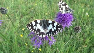 Stunning red-form female Marbled White on Daneway Banks, 1st July 2023