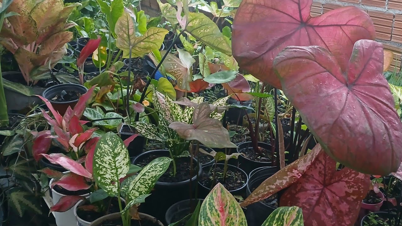 O Viveiro De PLANTAS RARAS Do Amigo Rony. Uma Mais Linda Que a Outra