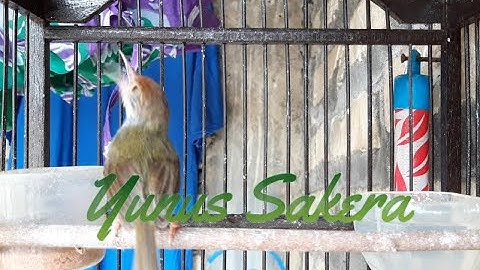 MASTERAN PRENJAK LUMUT GACOR sekaligus PANCING BUNYI prenjak BAHAN!
