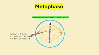 Full Mitosis Phases - Benjamin Ho - Gr. 10 Science  Guide