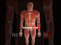 The heart the body living pump
