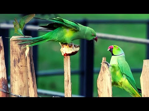 صوت ببغاء الدرة الخضراء