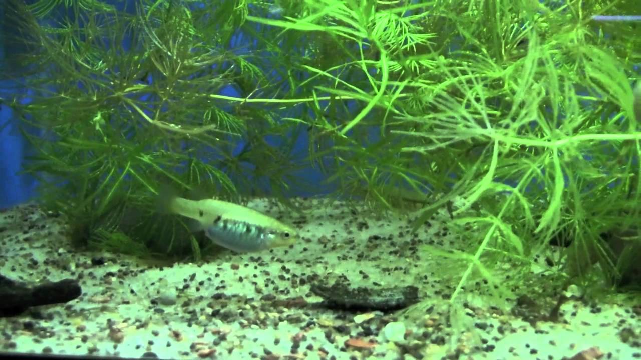 Characodon lateralis... Who C.A.R.E.S...?