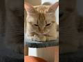 我が家の監視係保護猫ポテト