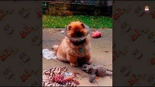 Funny & Cuteness Overload Pomeranian Compilation 2018 # 1 by Pet's world 1,010 views 6 years ago 3 minutes, 29 seconds