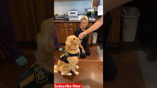 Deputy Drifter is so smart! #dog #goldenretriever #goldenretriever