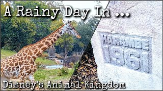Rainy Day in Harambe | Disney's Animal Kingdom | Kilimanjaro Safaris | Gorilla Falls Trail