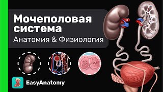 Мочеполовая система: Анатомия &amp; Физиология | Easy Anatomy