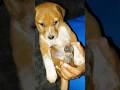 cute baby puppy🐕|dog lover ❤️🐕#shorts #puppy #ytshorts