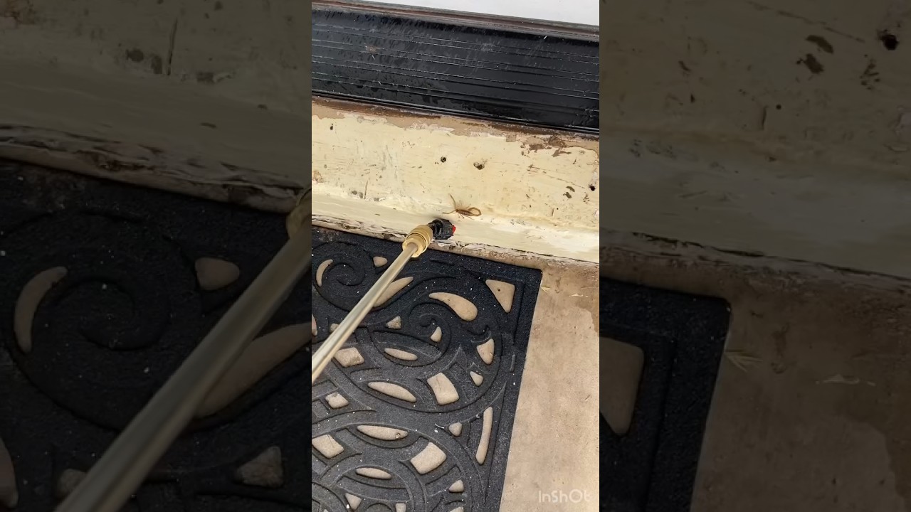 How to get rid of scorpions.