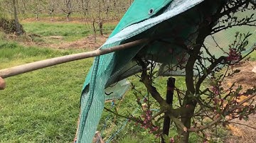 Peach leaf curl management