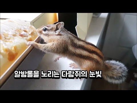 알밤롤을 노리는 다람쥐의 눈빛