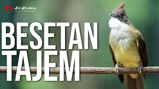 CUCAK JENGGOT GACOR BESETAN TAJEM MASTERAN BUAT BURUNG KICAU