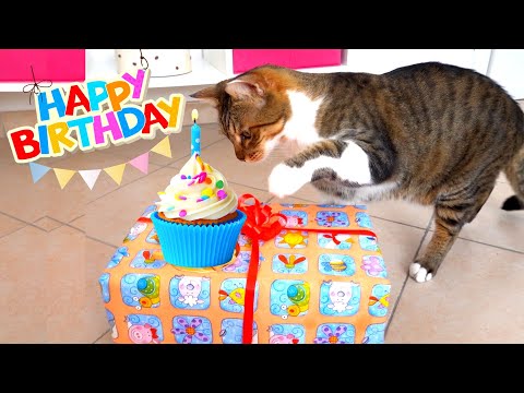 Video: 15 gatti e cani festeggiano i compleanni