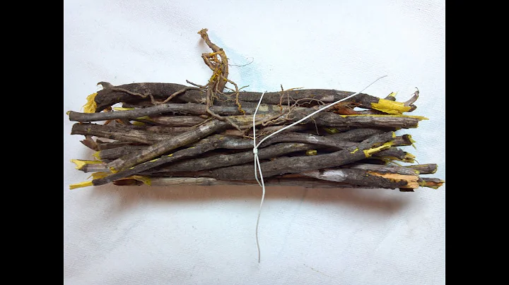Breaking yellowroot pieces for tea
