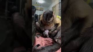 Monita Dando A Luz A Su Primera Cría