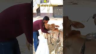 jay gaumata #jay #nandimahraj #jay shree ram #video#seva #video #bihar sharif #cow #animals lover 🙏🙏