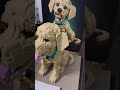 LEGO: Golden Retriever Puppy #lego #goldenretriever
