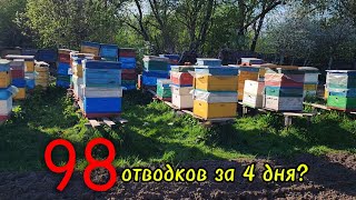 Четырех дневный второй этап при взятке и тепле до +30 #пчеловодство #пчелаглу  #beekeeper 