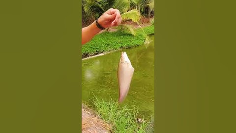 Câu Cá Thác Lác | Strabismus fishing #Shorts