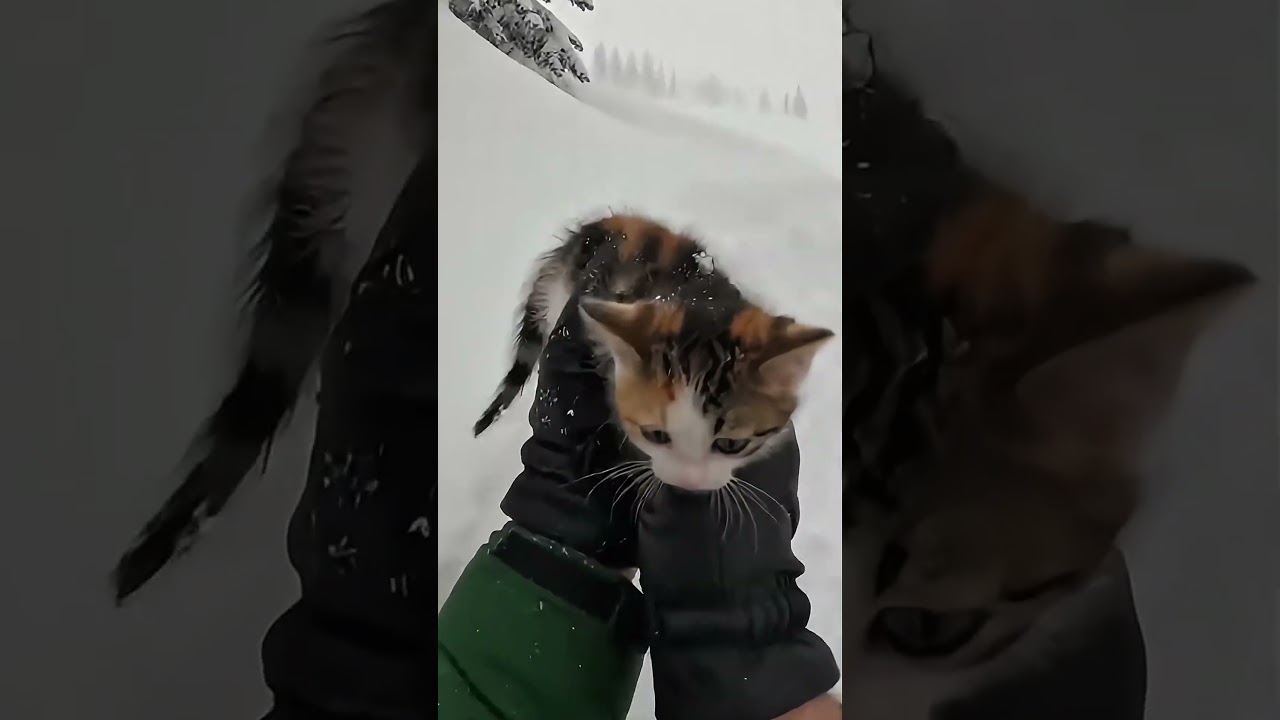 POV Rescue: Tiny Kitten Saved From Blizzard ❄️🐾 | Emotional Cat Rescue in Snow 