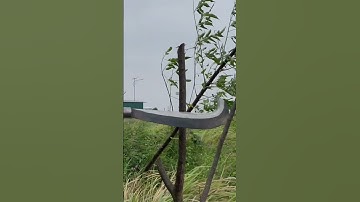 Tôi làm con dao quắm phát rẫy bằng thép trục tàu ngầm chặt cây như chặt chuối vậy