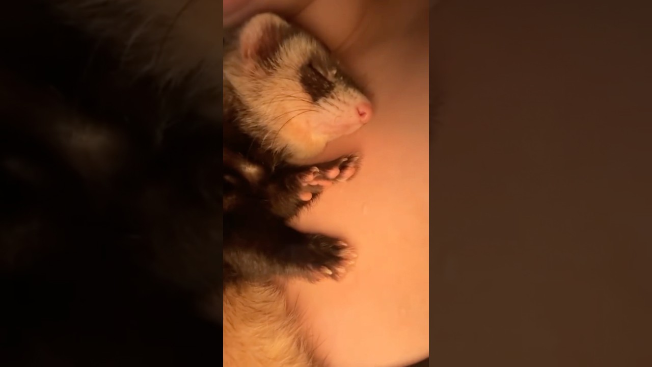 Ferrets love a snuggle  #ferretlife #petnaps #cozyvibes #ferretlove #cuteferret