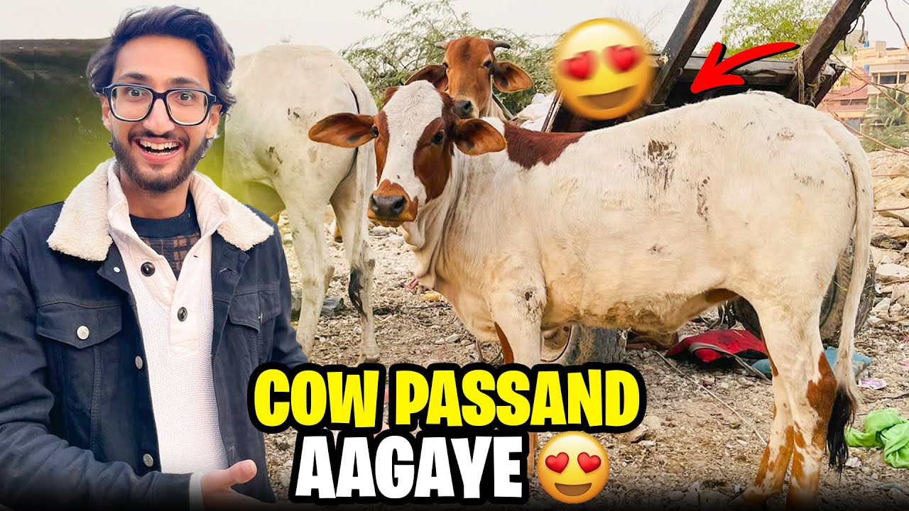 Itni Pyari Cow 😍 Pehli Baar Dekhi | Kon Si Nasal hai?
