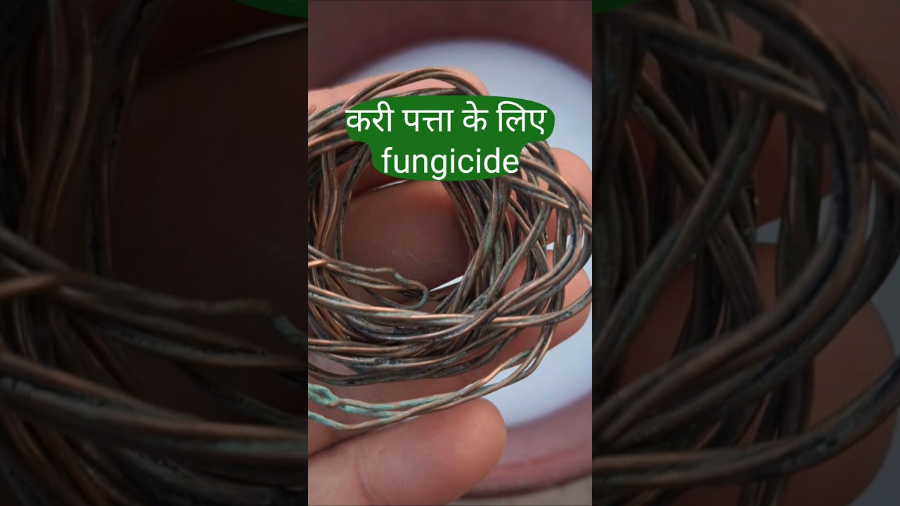 करी पत्ता के लिए fungicide घर पर बनाएं 