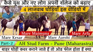 AH Stud Farm की 4 लाजवाब घोड़िया और यूथ और नए लोग अपनी नॉलेज कैसे बढ़ाएं ! (8605666555)