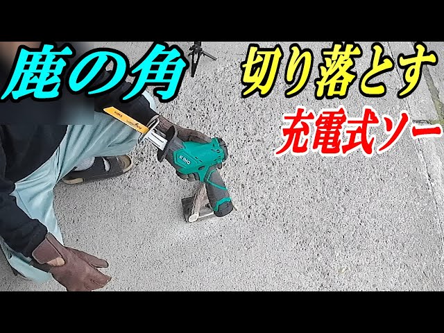 エゾシカの角を切り落とす充電式ソーを購入しました - YouTube