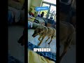 СОДЕРЖИТ ДОМА ДВУХ ВОЛКОВ
