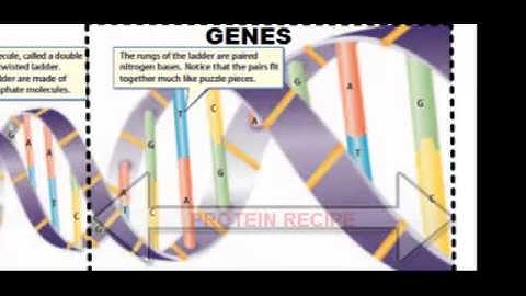 DNA: Structure, Function and Replication