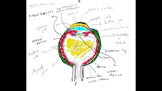 Eye Anatomy با من آناتومی چشم رو یاد بگیرید!