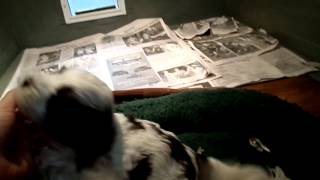 Kuniva, Pink, Floyd And Ava Jewell - All Sold