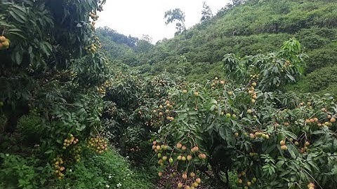 vải u hồng tại biển động đang vào mã năm 2022